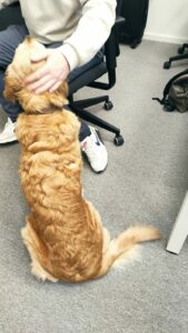 Feel-Good-Manager*in Cookie