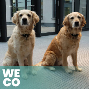 office dogs WECO Experts WECO Experts